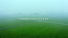 酸菜产业“马太效应”将越来越明显